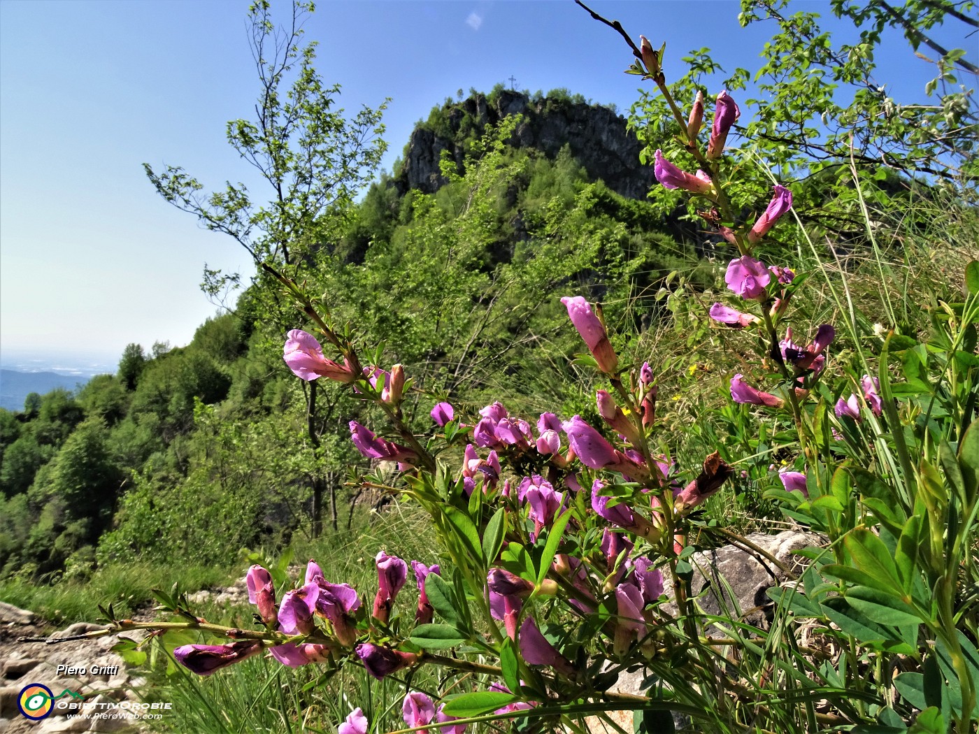 52 Citysus purpureus (Citiso purpureo) con Filaressa.JPG